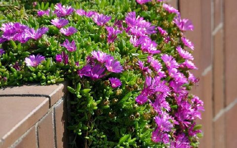 露子花的栽培养护，小碎花扮靓居家背景