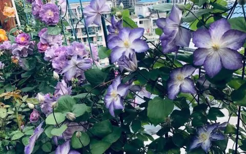 铁线莲的日常栽培管理，花色多，攀藤更妖娆
