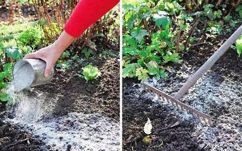 养花先养土——花卉栽植土壤的配制和消毒