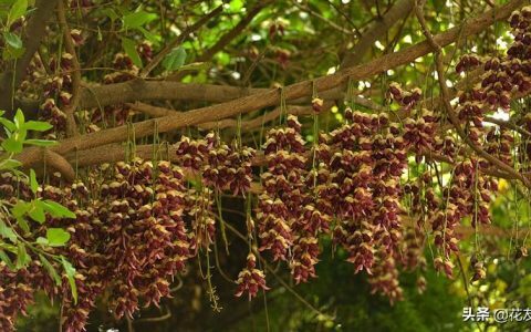 禾雀花，花色缤纷、四季常青，似群雀振翅欲飞，宜园林、景区栽植