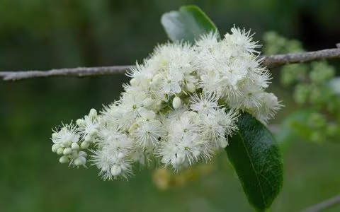 白檀易栽植，南北方皆可，花开白如霜，籽黑如墨