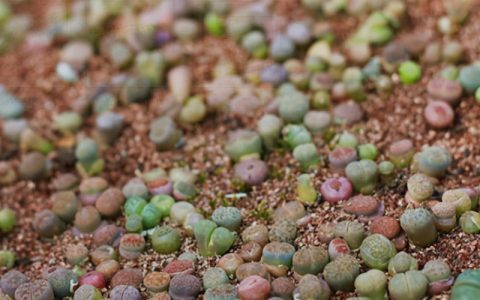 多肉植物繁殖四法：播种、分株、扦插、嫁接，给我1年，还您肉盆