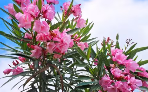 夹竹桃丰润艳丽、花期长，环保+吸毒