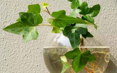 冬季室内增湿10种水培植物，绿色天然加湿器