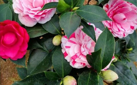 茶花越冬四方面：防冻给光肥莫停