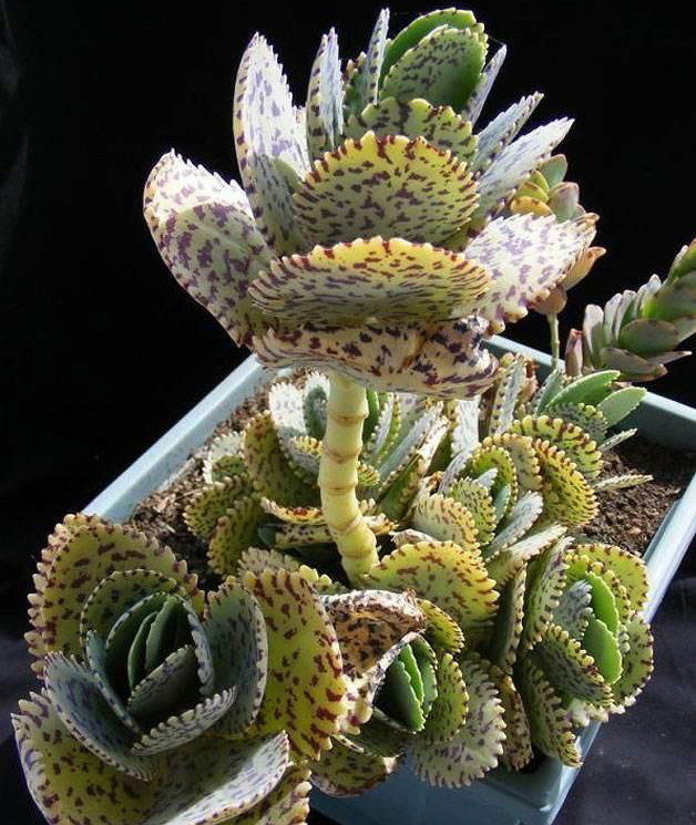 江户紫