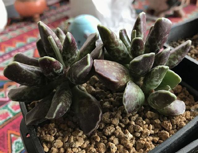 库珀天锦章