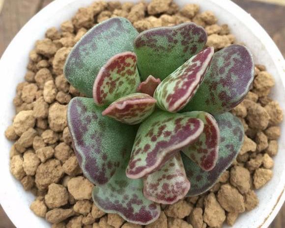 库珀天锦章