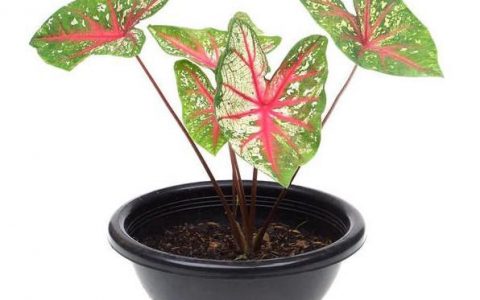 花叶芋栽植要点和秋冬养护，叶阔色艳，堪称自然界彩喷