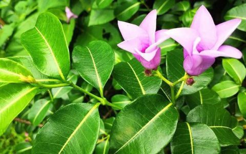桉叶藤善攀援，花架爬满PK铁线莲