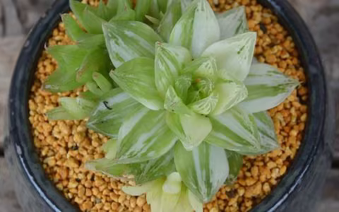 京之华锦（凝脂菊）日常养护，晶莹剔透赛翡翠