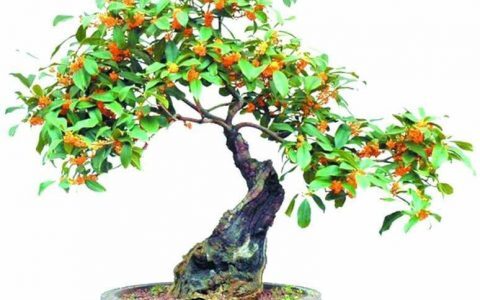 桂花盆景的造型和制作，盆景起源于上古时期？