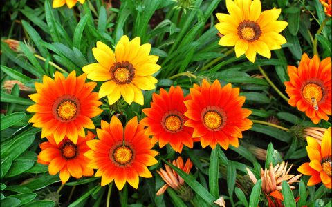 勋章菊似花脸勋章，品种花色多、花量大，园艺花材