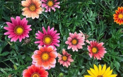 勋章菊喜光，花色丰、向阳开