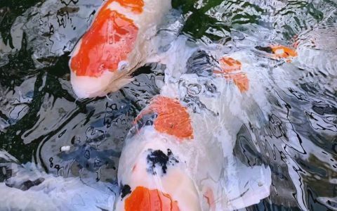 【鱼病】锦鲤鱼病早期症六状，早发现，早治愈
