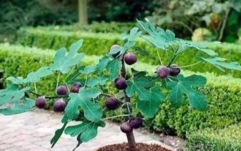 【无花果】无花果盆栽夏季养护，水肥不能缺