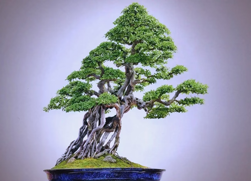 小叶黄杨盆景