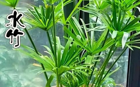 【水竹】水竹栽植六要点，宜景宜园，素雅无敌