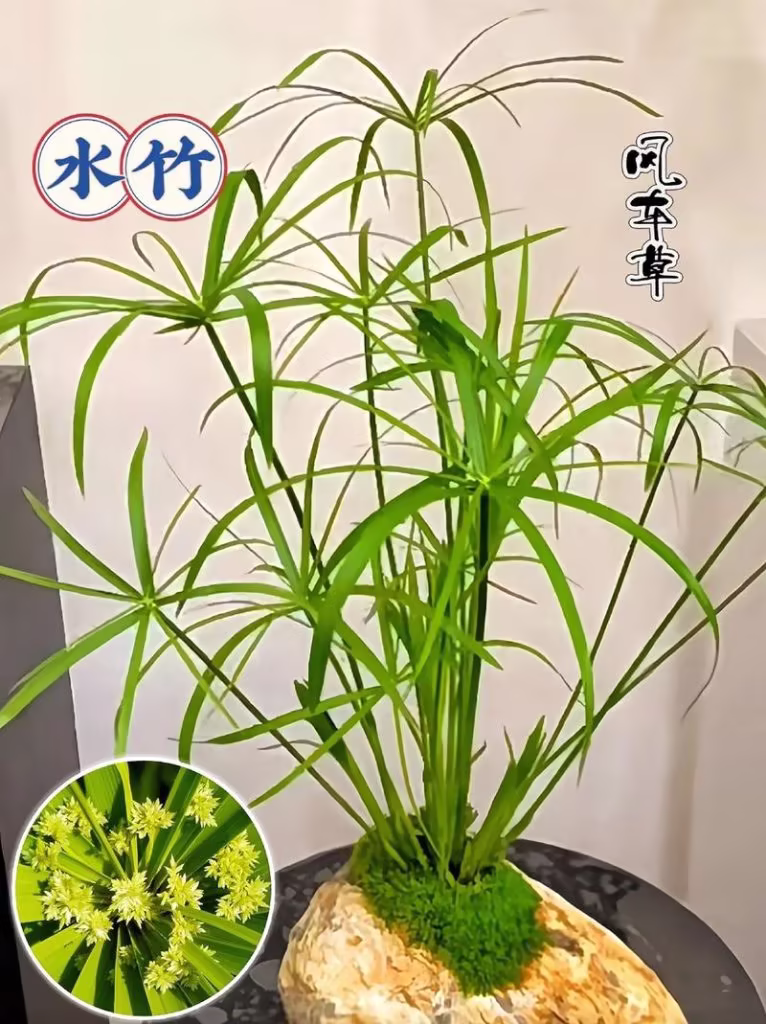 【水竹】水竹栽植六要点,宜景宜园,素雅无敌