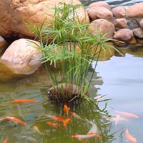 【水竹】水竹栽植六要点,宜景宜园,素雅无敌
