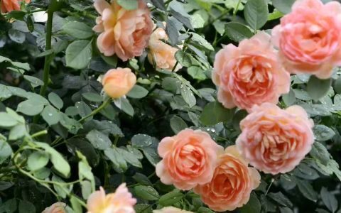 夏洛特夫人（Lady of Shalott）--花友醉清风