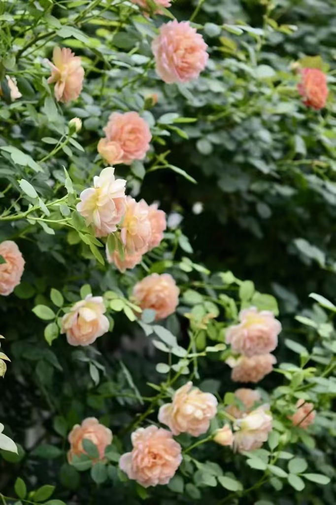 夏洛特夫人