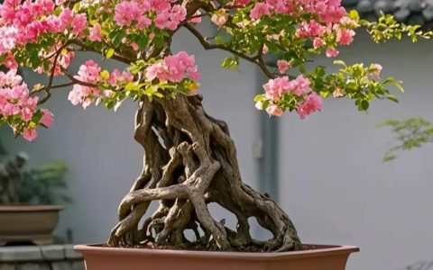 【三角梅】三角梅下山桩变老桩，老桩上盆，三角梅DIY盆景