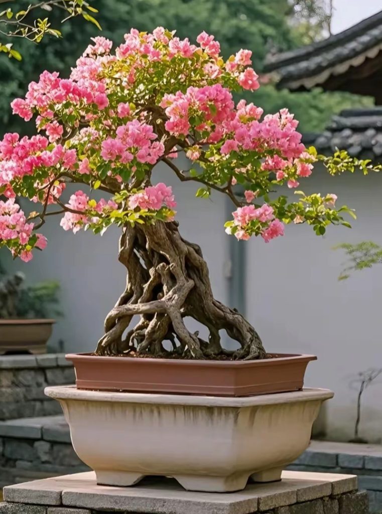 【三角梅】三角梅下山桩变老桩，老桩上盆，三角梅DIY盆景