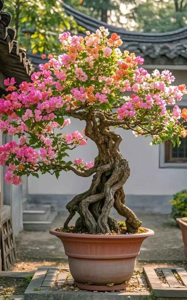 【三角梅】三角梅下山桩变老桩，老桩上盆，三角梅DIY盆景