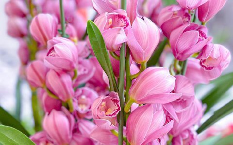 【大花蕙兰】大花蕙兰花多且艳，日常养护五要点