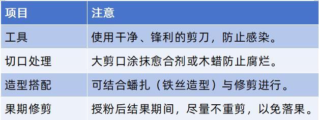 金弹子修剪和日常管理，决定造型、坐果能力