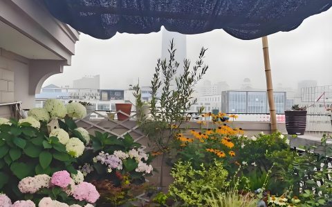 花卉绿植如何完美度夏？遮阳、浇水…，花友分享六招