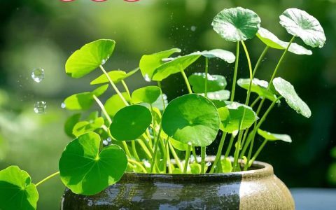 【铜钱草】铜钱草度夏没那么难，谨记五点，越热长的越旺