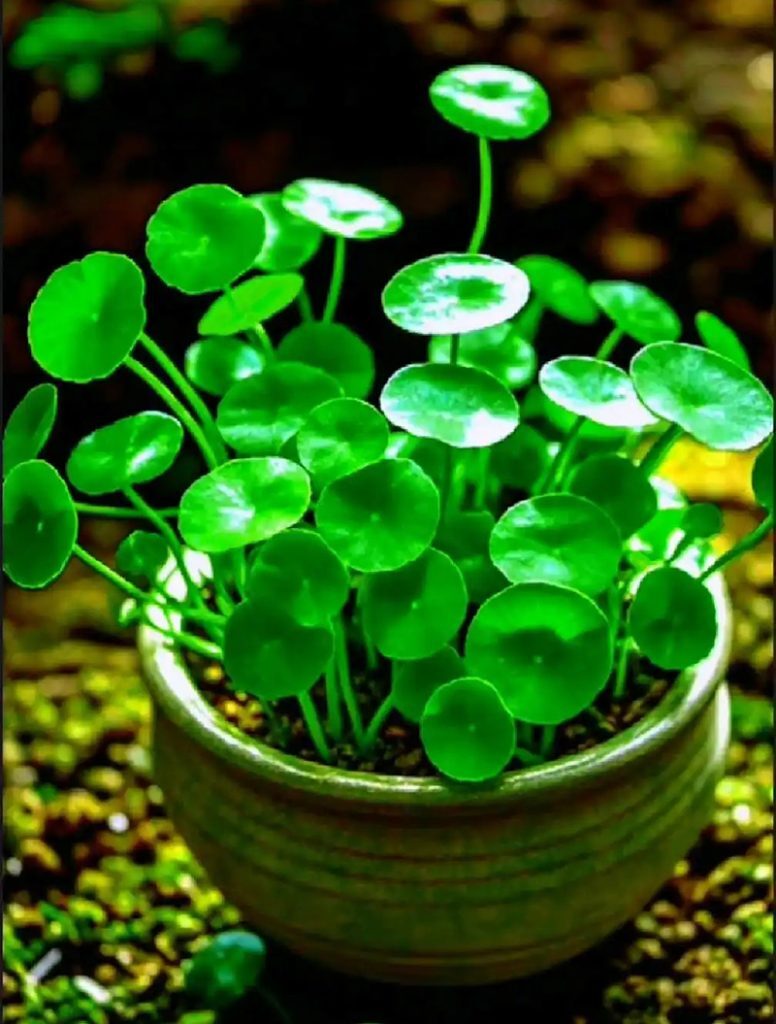 铜钱草