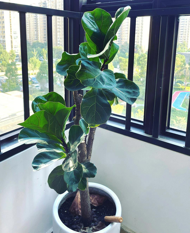 　花友们网购的琴叶榕多是小盆，小到20cm，高的不过30-40cm，但琴叶榕最佳观赏在1米左右。有花友还会遇到琴叶榕僵苗，长得慢吐吐的，实在急死人。