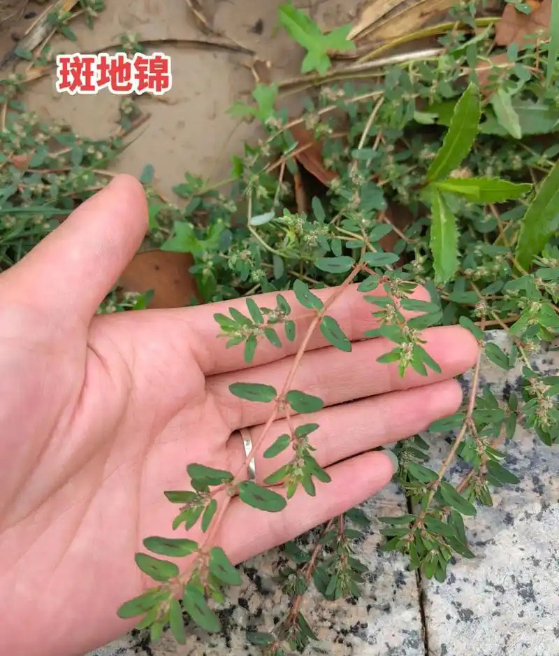 斑地锦日常养护五要点，彰显生命力量