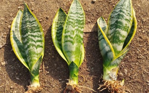 【虎皮兰】虎皮兰分株繁殖，保持原株金边、斑纹