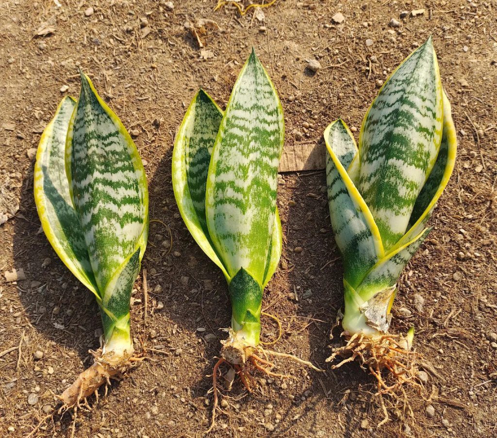 【虎皮兰】虎皮兰分株繁殖，保持原株金边、斑纹