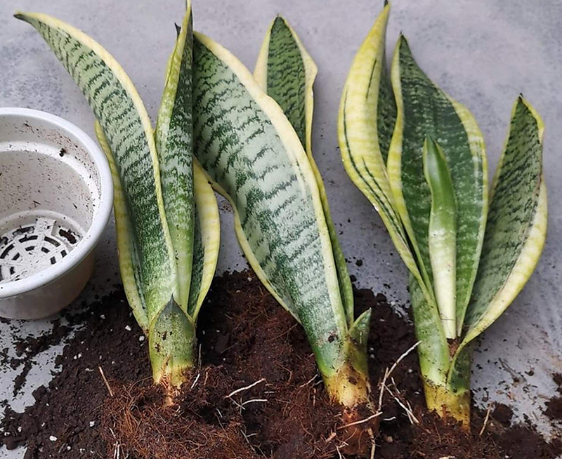 【虎皮兰】虎皮兰分株繁殖，保持原株金边、斑纹