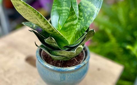 短叶虎尾兰日常养护，土壤、浇水、光照……