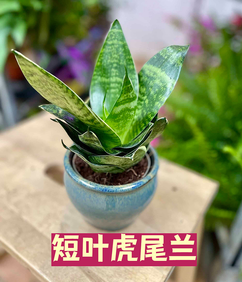 短叶虎尾兰日常养护，土壤、浇水、光照……