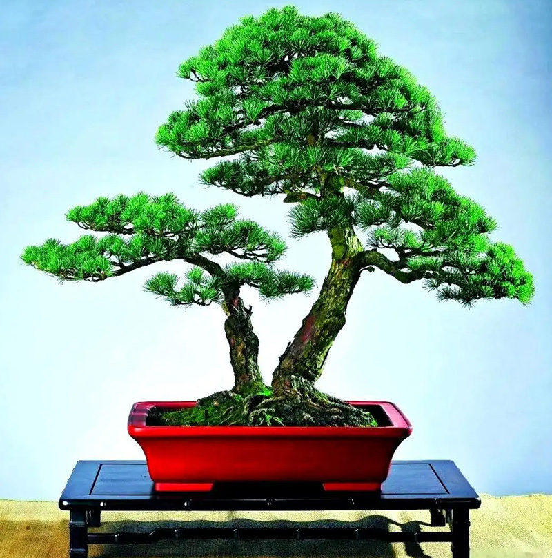 【盆景矮化】多效唑矮化盆景，矮化技术横向比较